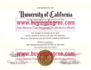 Buying a Bachelor's Degree